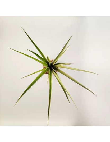 Tillandsia polystachya x fasciculata