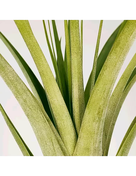 Tillandsia polystachya x fasciculata
