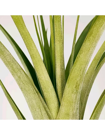 Tillandsia polystachya x fasciculata