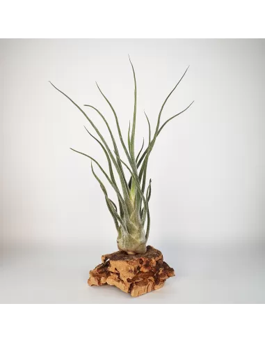 Tillandsia Pruinosa Silver