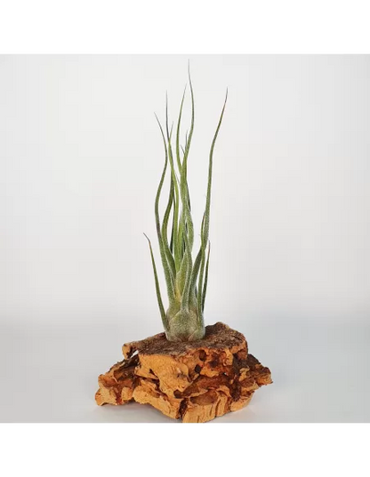 Tillandsia Pruinosa Silver
