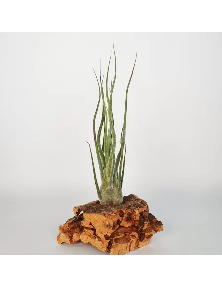 Tillandsia Pruinosa Silver
