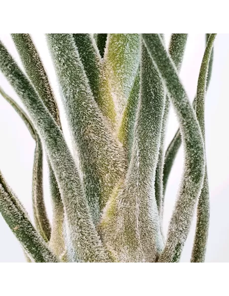 Tillandsia Pruinosa Silver
