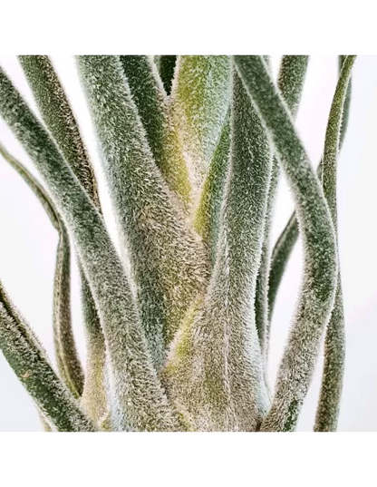 Tillandsia Pruinosa Silver