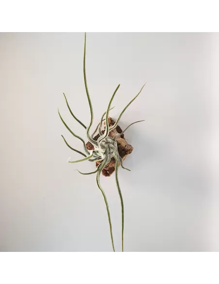 Tillandsia Pruinosa Silver