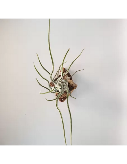 Tillandsia Pruinosa Silver