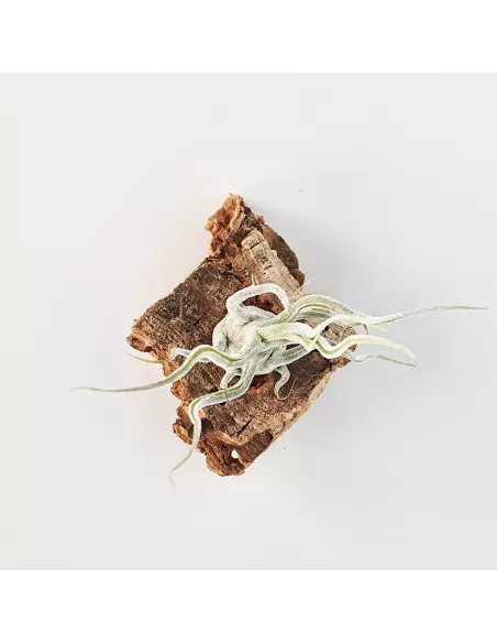 Tillandsia Pruinosa Silver