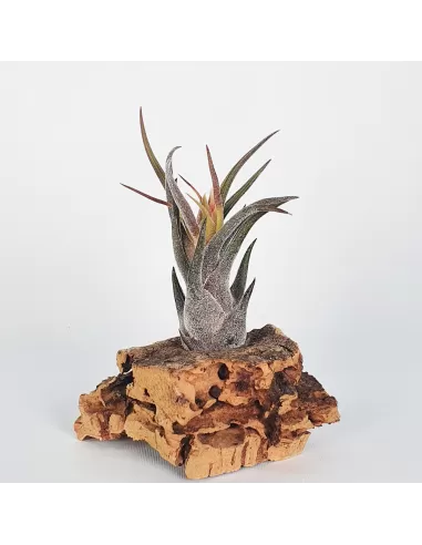Tillandsia pruinosa
