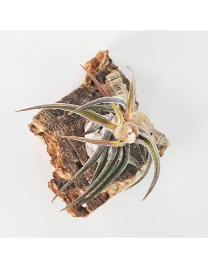Tillandsia pruinosa