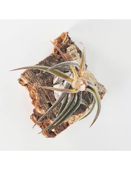 Tillandsia pruinosa