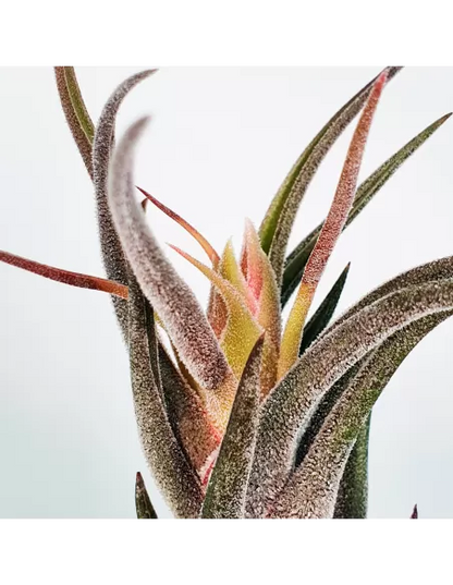 Tillandsia pruinosa