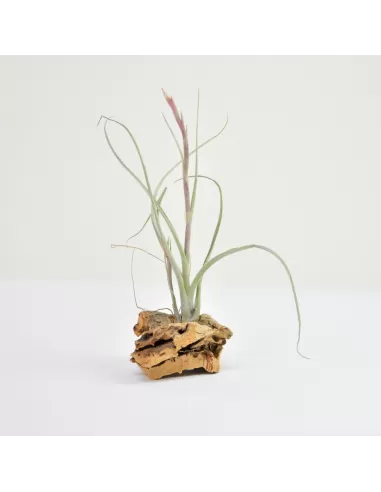 Tillandsia Pseudobaileyi