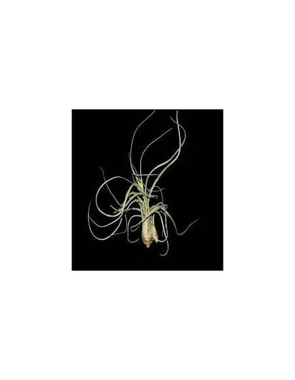 Tillandsia Pseudobaileyi