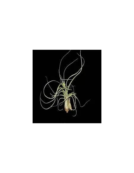 Tillandsia Pseudobaileyi