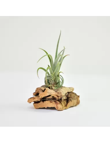 Tillandsia Pueblensis