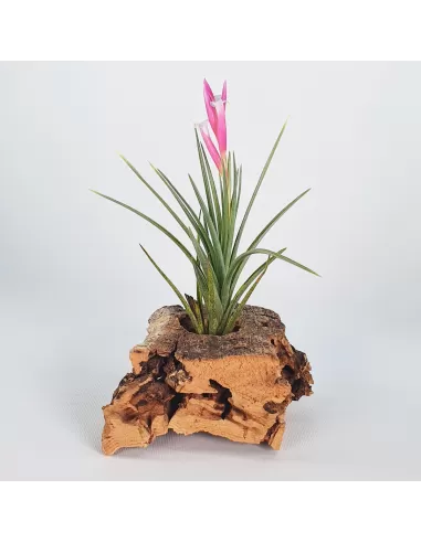 Tillandsia Pulchella
