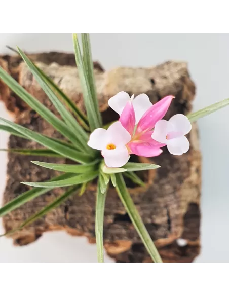 Tillandsia Pulchella