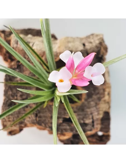 Tillandsia Pulchella