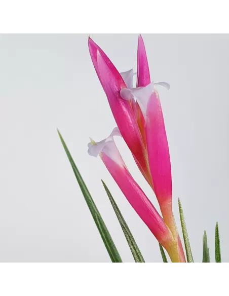 Tillandsia Pulchella