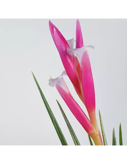 Tillandsia Pulchella