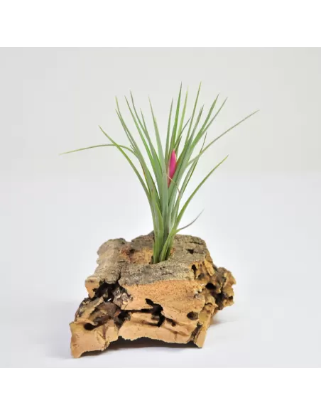 Tillandsia Pulchella