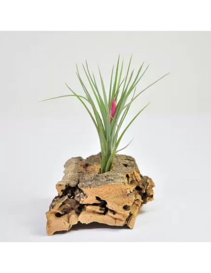 Tillandsia Pulchella