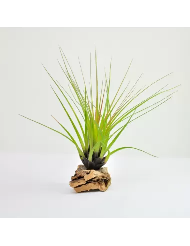 Tillandsia punctulata