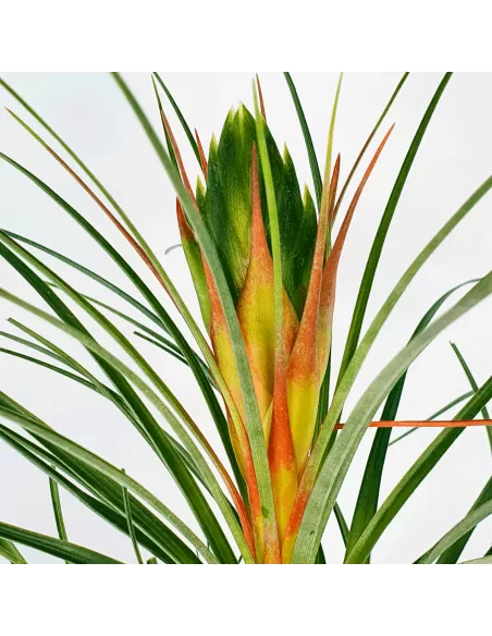 Tillandsia punctulata