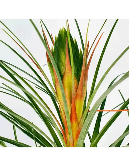 Tillandsia punctulata