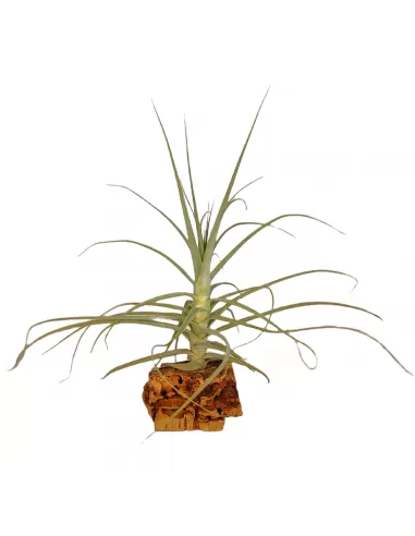 Tillandsia purpurea form no. 11