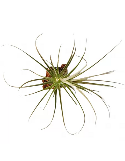 Tillandsia purpurea form no. 11