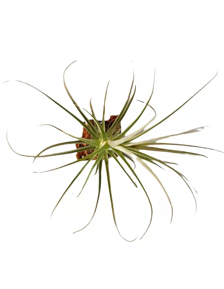 Tillandsia Purpurea forma nº 11