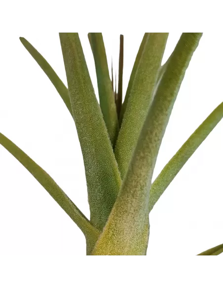Tillandsia purpurea form no. 11