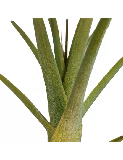 Tillandsia purpurea form no. 11