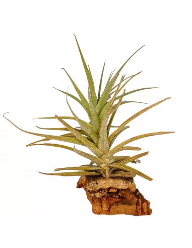 Tillandsia Purpurea Forma nº 14