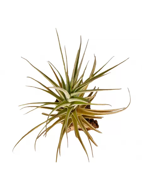 Tillandsia Purpurea Forma nº 14