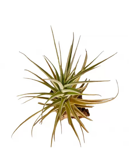 Tillandsia Purpurea Forma nº 14