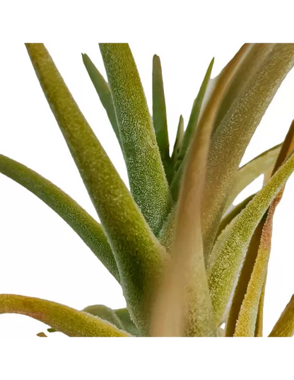 Tillandsia Purpurea Forma nº 14