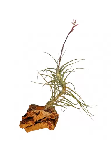 Tillandsia Purpurea Forma nº 15