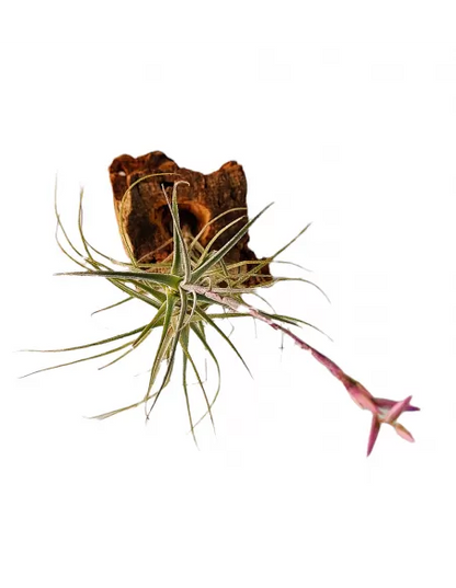 Tillandsia Purpurea Forma nº 15
