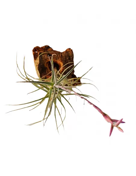 Tillandsia Purpurea Forma nº 15