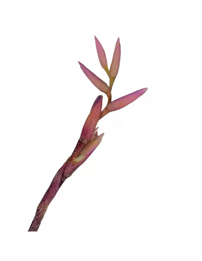 Tillandsia Purpurea Forma nº 15