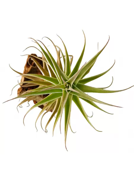 Tillandsia Purpurea Forma nº 2