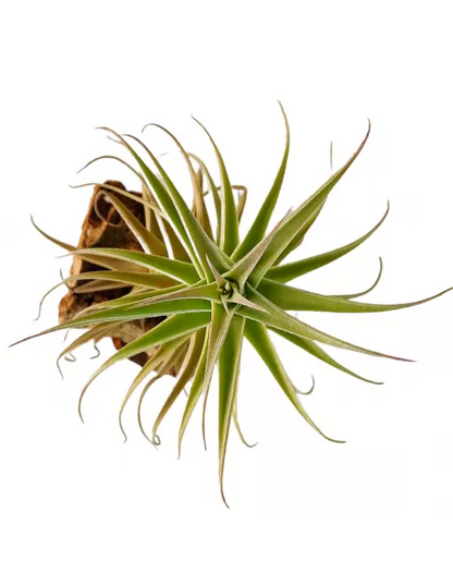 Tillandsia Purpurea Forma nº 2