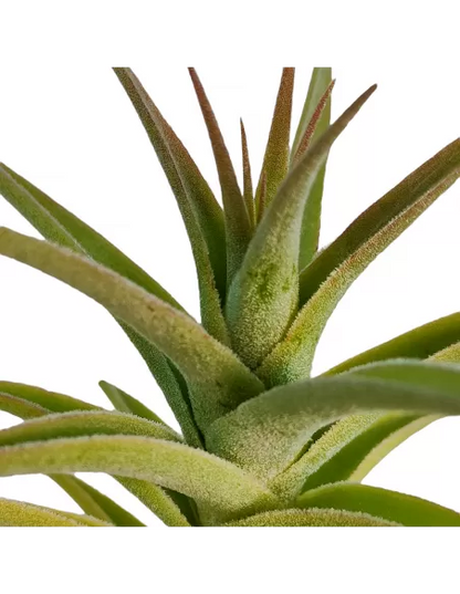 Tillandsia Purpurea Forma nº 2