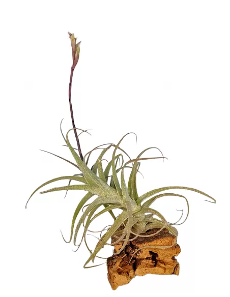 Tillandsia Purpurea Forma nº 8