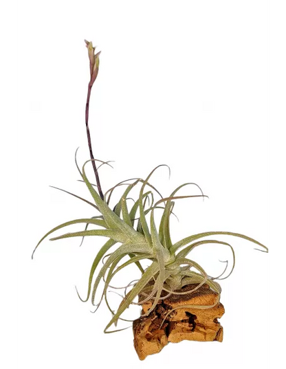 Tillandsia Purpurea Forma nº 8