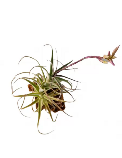 Tillandsia Purpurea Forma nº 8