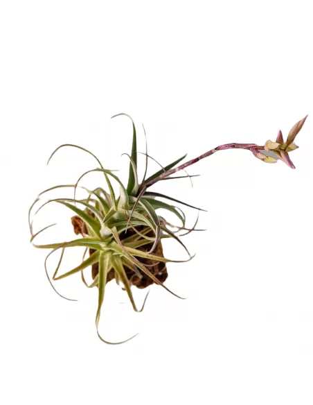 Tillandsia Purpurea Forma nº 8