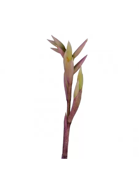 Tillandsia Purpurea Forma nº 8